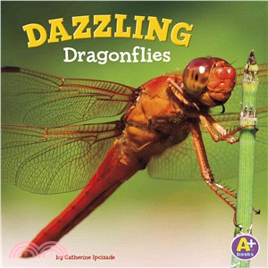 Dazzling Dragonflies