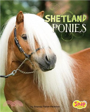 Shetland Ponies