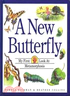 A New Butterfly: My First Look at Metamorphosis
