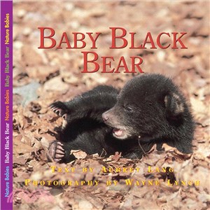 Baby Black Bear