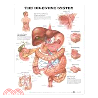 Digestive System Chart