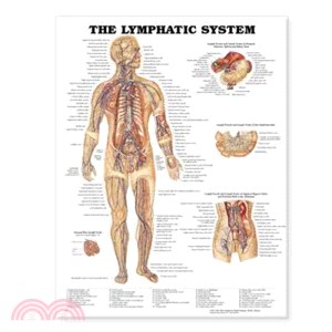 Lymphatic System Chart