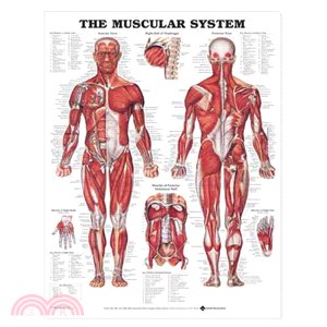 Muscular System Chart Laminated