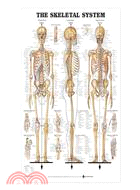 Skeletal System