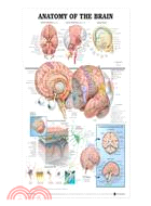 Anatomy of the Brain