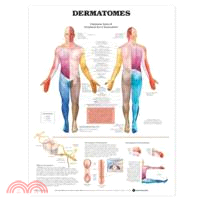 Dermatomes Chart ─ (laminated)