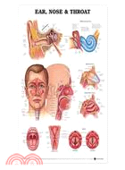 Ear, Nose & Throat Chart