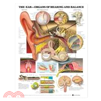 The The Ear: Organs of Hearing and Balance Anatomical Chart