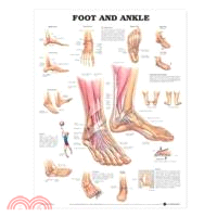 Foot and Ankle Anatomical Chart