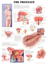 The The Prostate Anatomical Chart