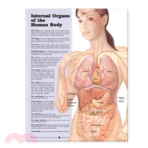 Internal Organs Of The Human Body ─ Unmounted