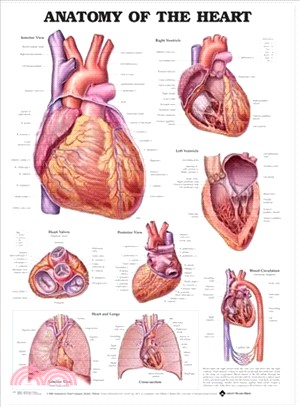 Anatomy Of The Heart Chart ─ (unmounted)