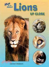 Lions Up Close
