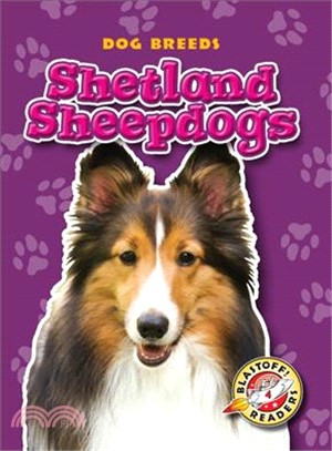 Shetland Sheepdogs