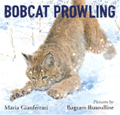 Bobcat prowling /