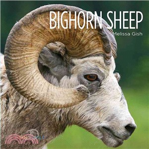 Bighorn Sheep