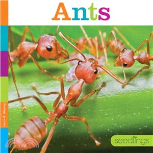 Ants ─ Seedlings