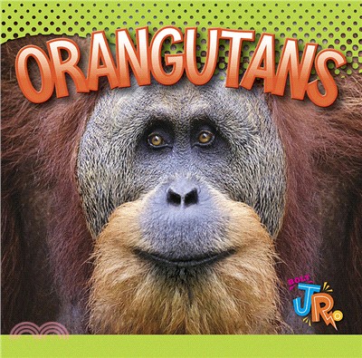 Orangutans