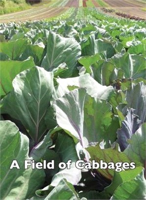 A Field of Cabbages