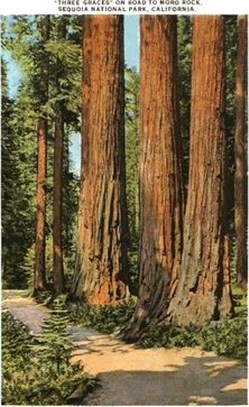 The Vintage Journal Three Graces Redwoods, Sequoia, California