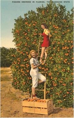 Vintage Journal Women Picking Oranges, Florida
