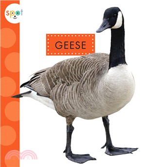 Geese