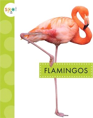 Flamingos