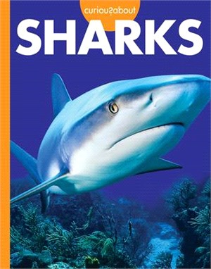Curious about Sharks