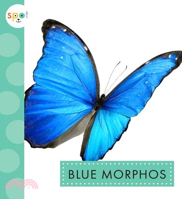 Blue Morphos