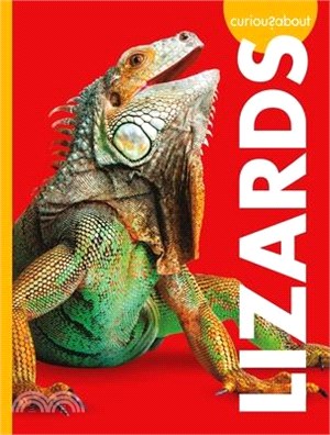 Curious about Lizards