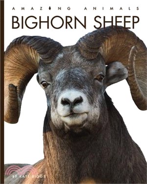 Bighorn Sheep