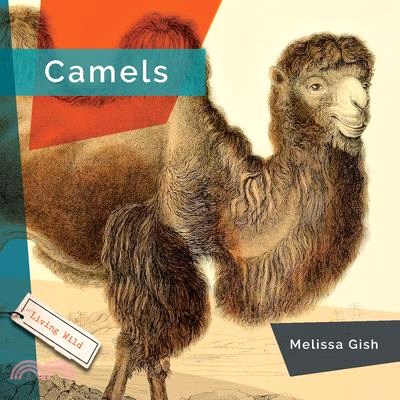 Camels