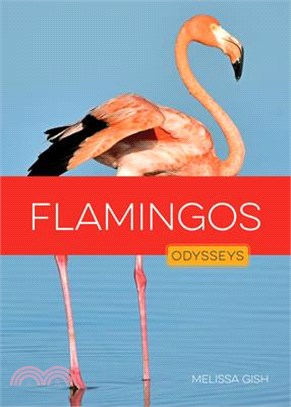 Flamingos