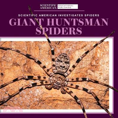 Giant Huntsman Spiders