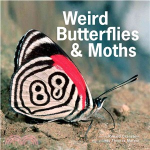 Weird Butterflies & Moths