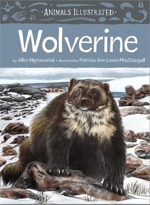 Animals Illustrated: Wolverine