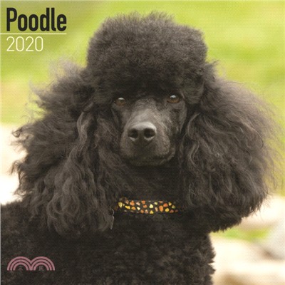 Poodle Calendar 2020
