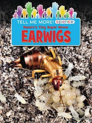 Nature's Tiny Super Moms Earwigs