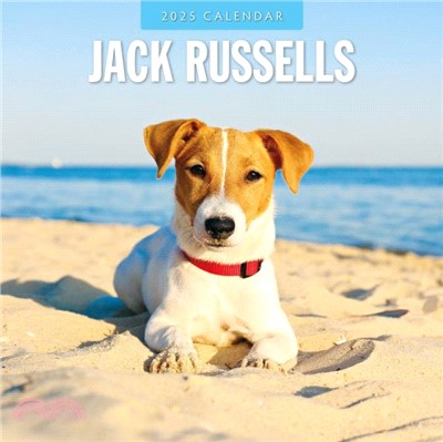 Jack Russells 2025 Square Wall Calendar