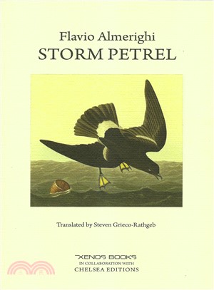 Storm Petrel