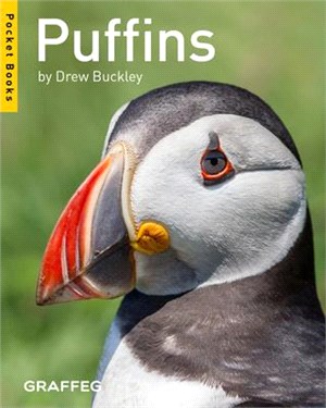 Puffins