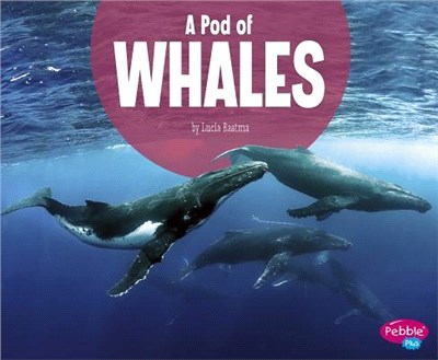 A Pod of Whales