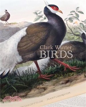 Clark Winter: Birds