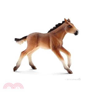 《Schleich》史萊奇模型－美國小野馬