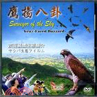 鷹揚八卦：灰面鵟鷹生態簡介DVD