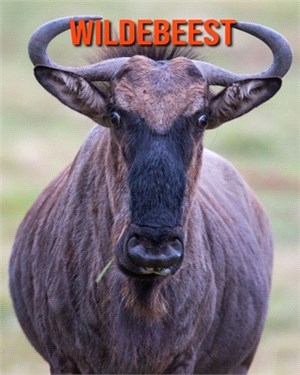 Wildebeest: Learn About Wildebeest and Enjoy Colorful Pictures