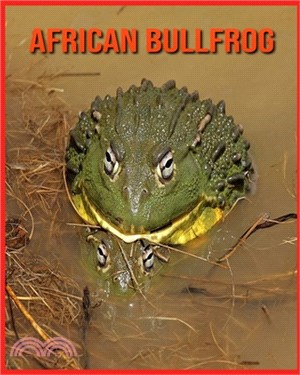 African Bullfrog: Amazing Pictures and Facts About African Bullfrog