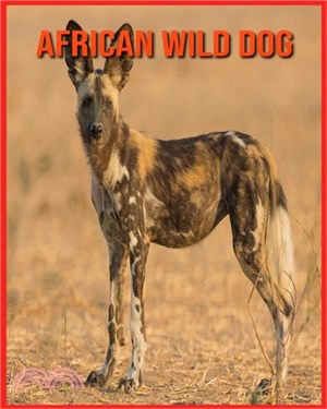 African wild dog: Amazing Pictures and Facts About African wild dog