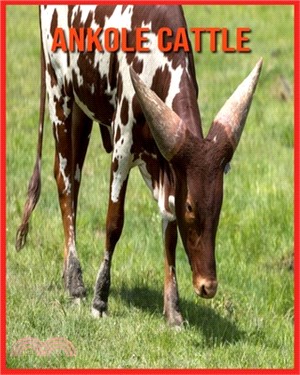 Ankole Cattle: Amazing Facts about Ankole Cattle