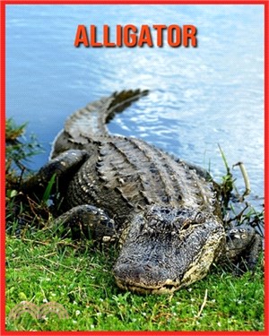 Alligator: Schöne Bilder & Kinderbuch mit interessanten Fakten über Alligator